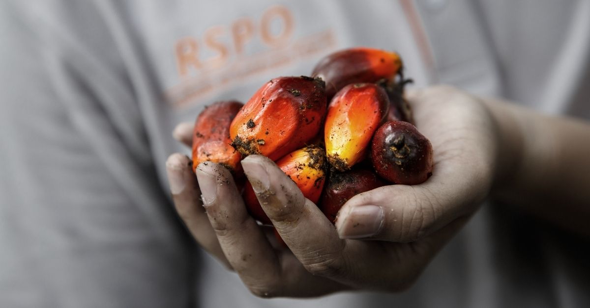 Why Boycotting Palm Oil Won’t Help Save the Environment