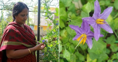 11 Medicinal Plants You Can Grow at Home for Respiratory & Digestive Health