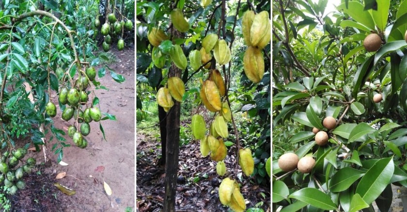 Fruit trees at Gopalakrishnan's fruit forest