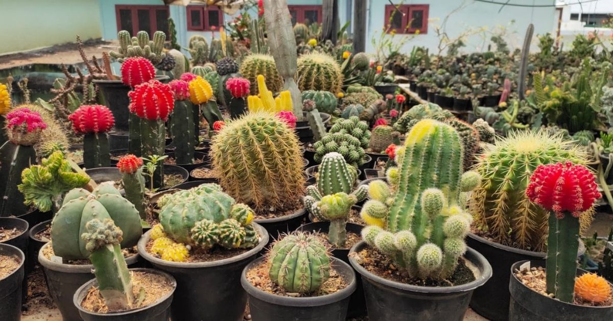 Cacti on Balakrishnan's terrace