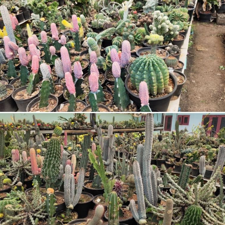 Cacti on Balakrishnan's terrace