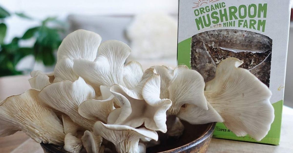 Best DIY Mushroom Grow-Kits for Your Garden & 5 Expert Tips to Get you Started Today