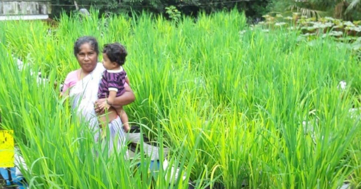 Kerala Homemaker Grows Paddy On Her Terrace & Harvest 45 Kilos A Year