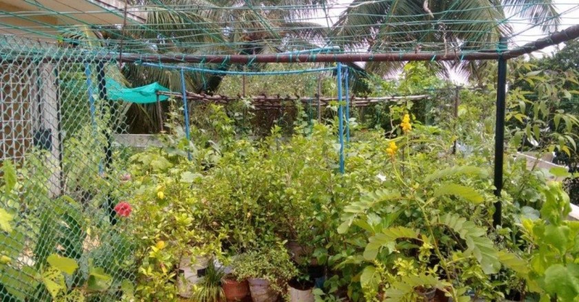 Subashree's herbal garden on the terrace