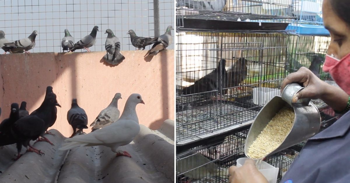 Pigeon hospital in Bengaluru