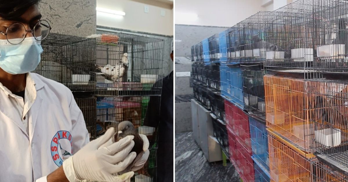 Pigeons being treated at the pigeon hospital in Bengaluru