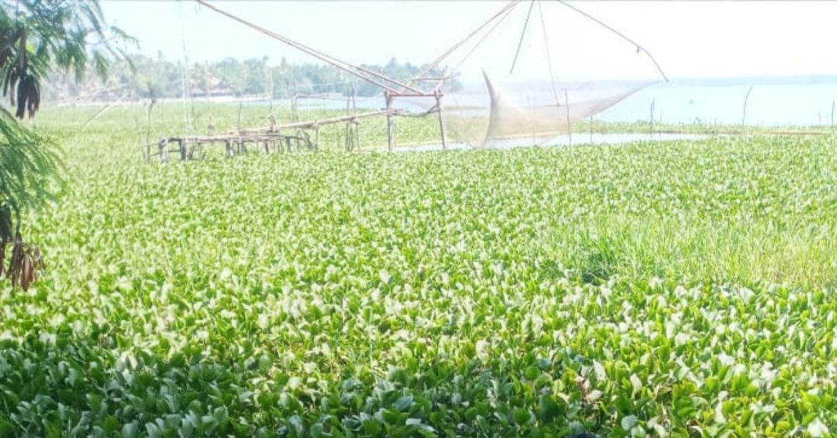 Water hyacinth