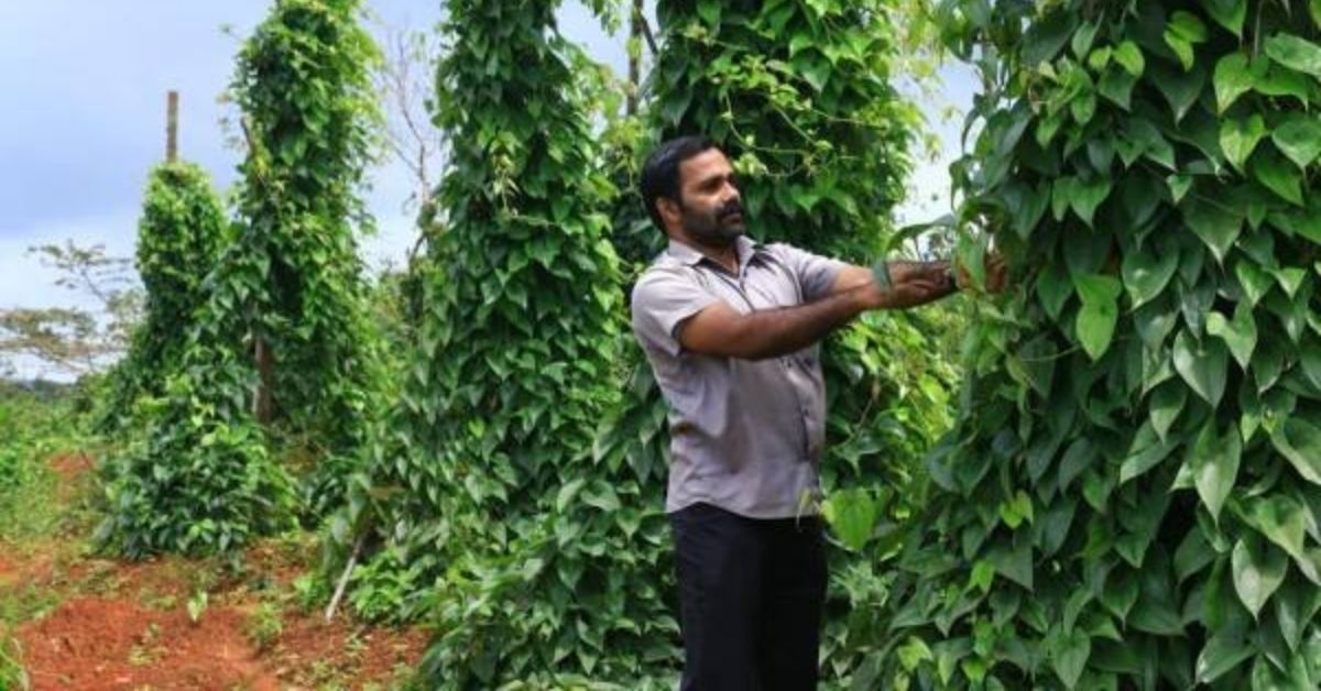 Shaji NM at his farm in Wayanad