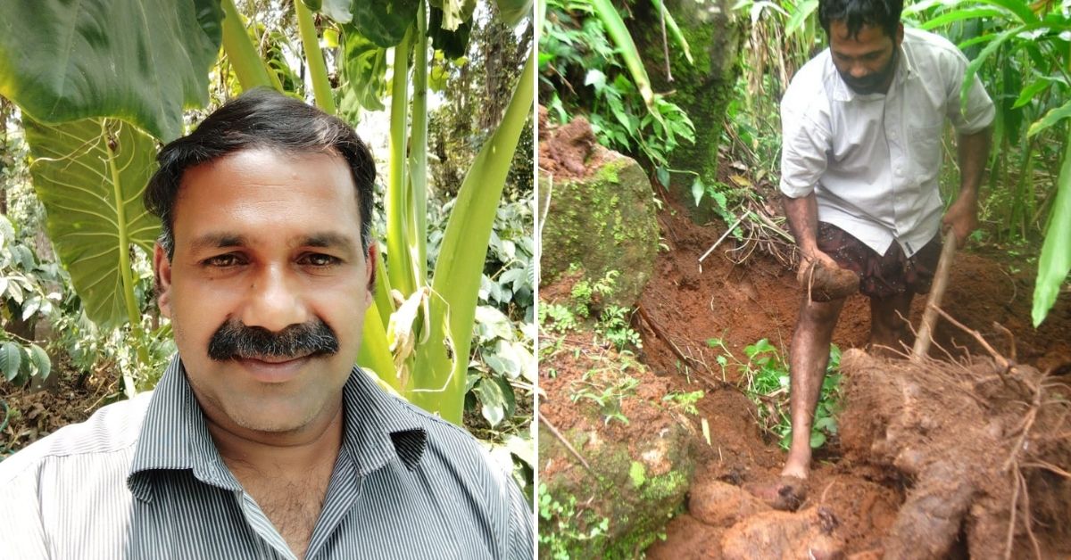 Meet the ‘Tuber Man’ Helping Save 200+ Varieties, Including Kerala’s Favourite Tapioca