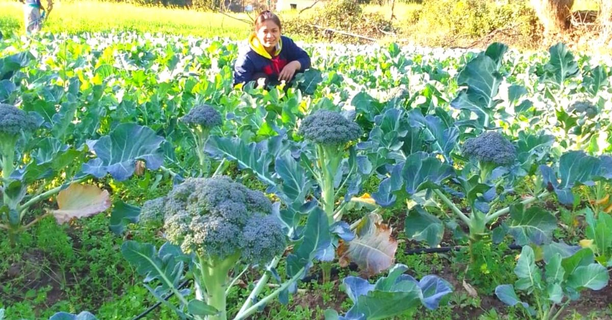 Babita's broccoli farm