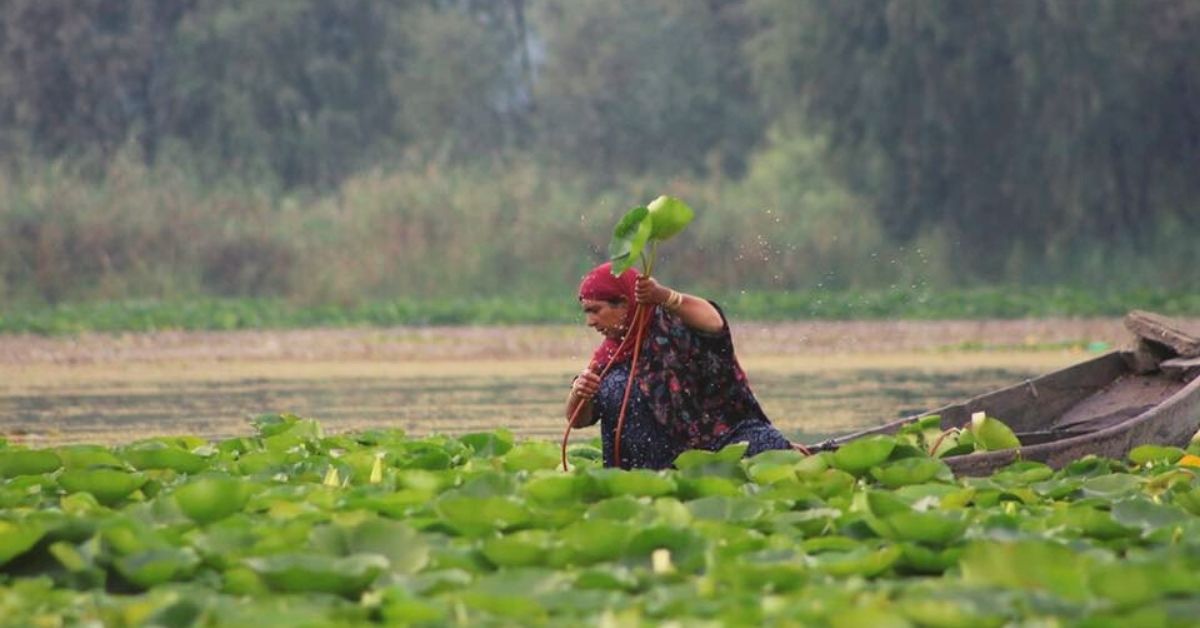 Woman in a boat harvests Nadru out of a lake in Kashmir