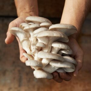 Best DIY Mushroom Grow-Kits for Your Garden & 5 Expert Tips to Get you Started Today