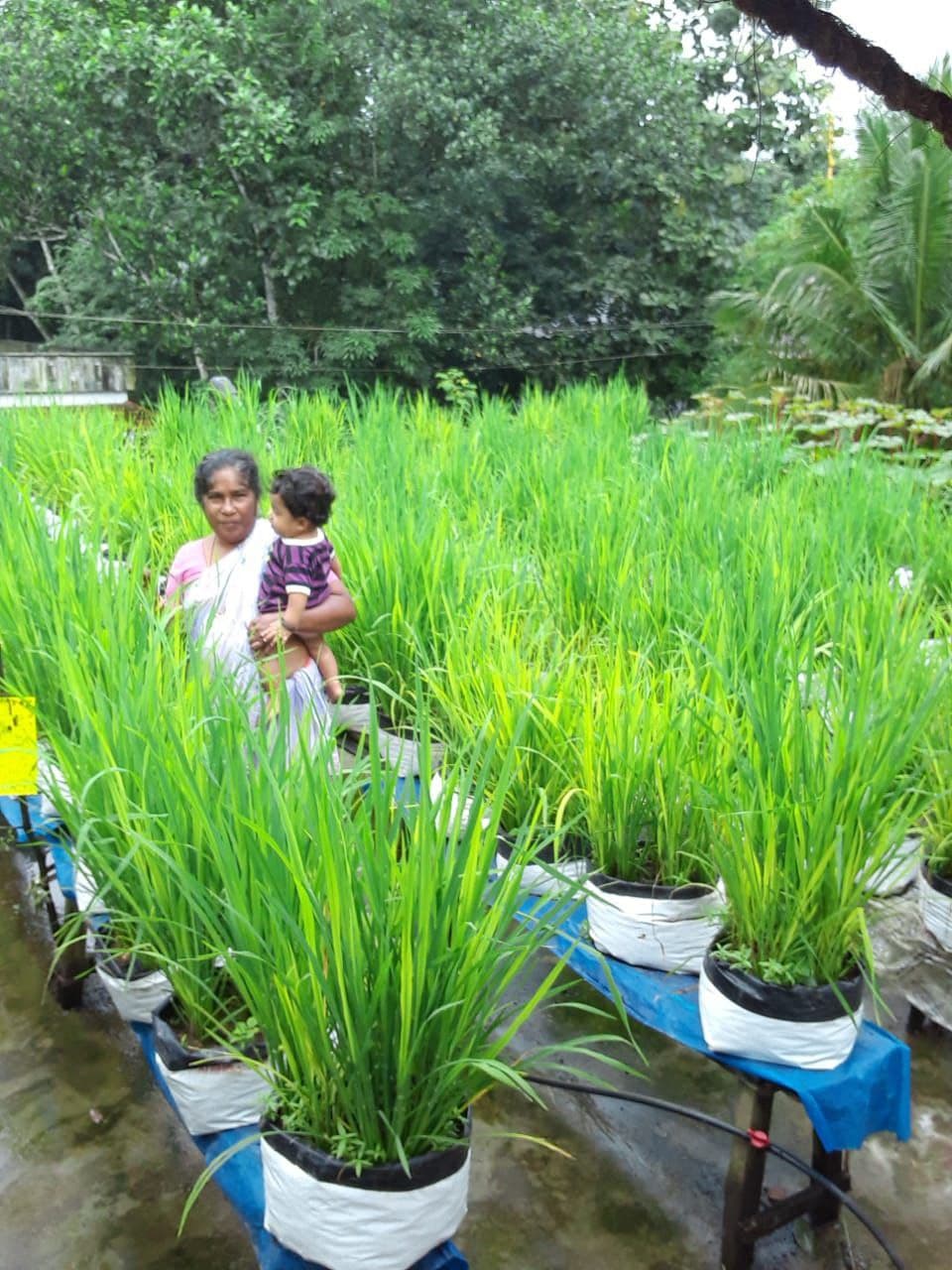 Kerala Homemaker Grows Paddy On Her Terrace & Harvest 45 Kilos A Year