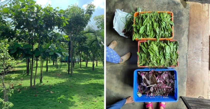 Mini forest & organic Vegetables grown in art village Karjat