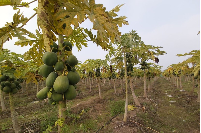 Someshwar's papaya farm in Uttar Pradesh
