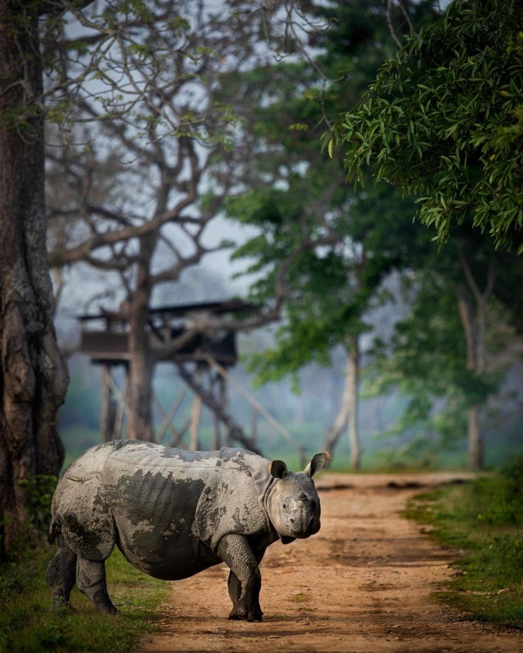 Kaziranga National Park is a world heritage site known for the conservation of the Great Indian one horned rhinoceros.

