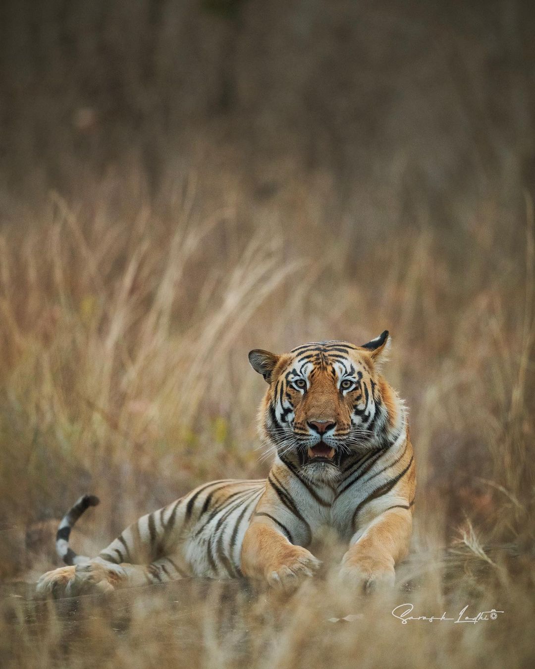 The Satpura National Park is a habitat for several at-risk and endangered species, including Tigers.

