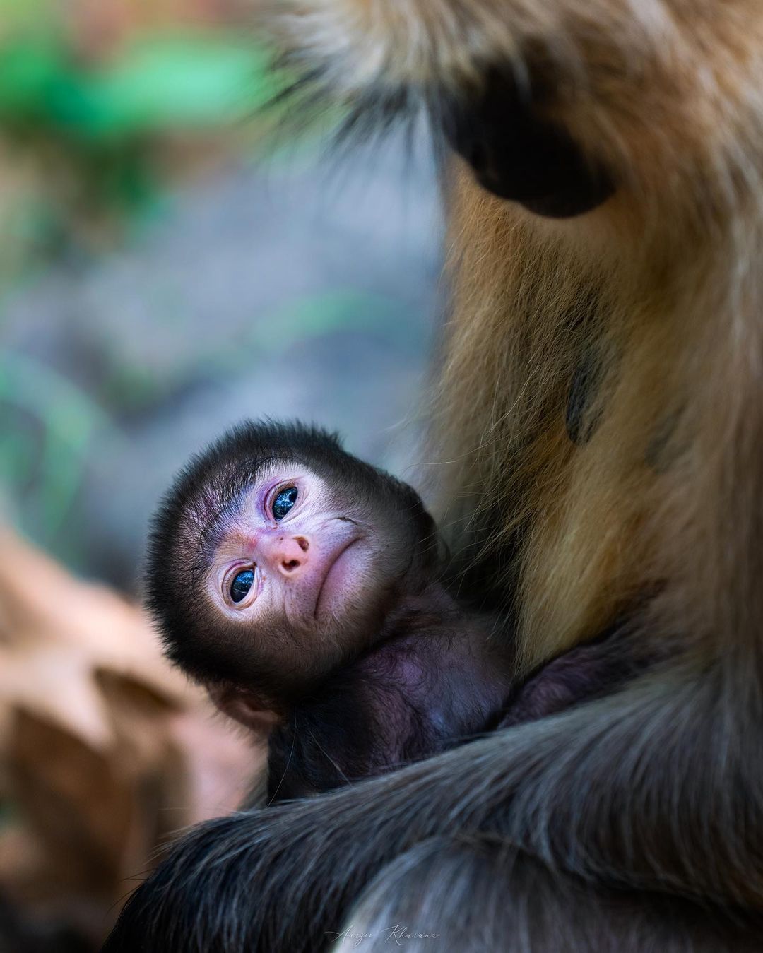 Wildlife Sanctuary in India : A baby langur with its mother at the Ranthambore National Park, 