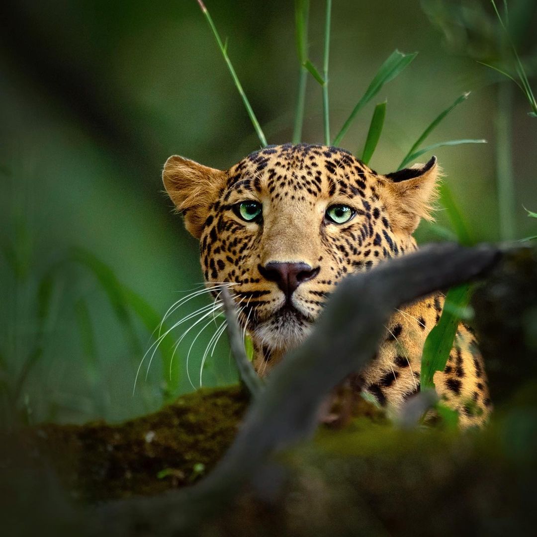 Wildlife Sanctuary in India : A young adolescent leopard at the Pench National Park.