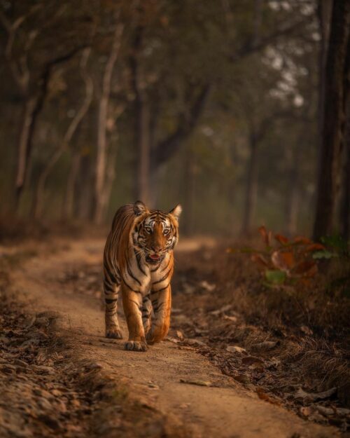 Tauseef Ahmad - Bandipur