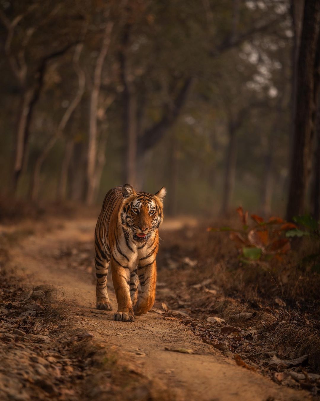 Wildlife Sanctuary in India : Tiger named Sundari at the Bandipur Tiger Reserve.
