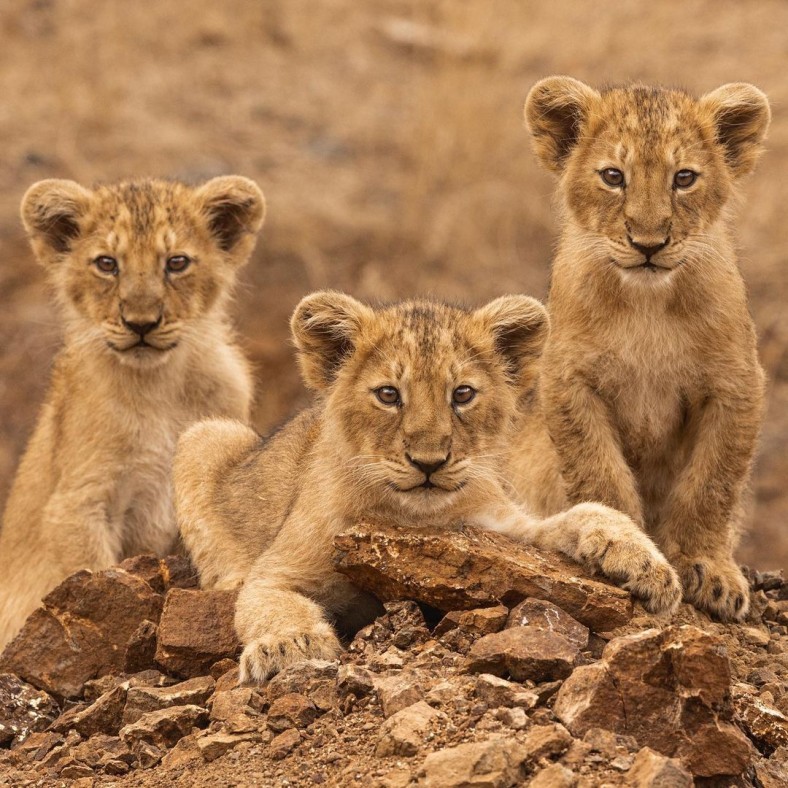 Wildlife Sanctuary in India : Lions cubs at the Gir National Park
