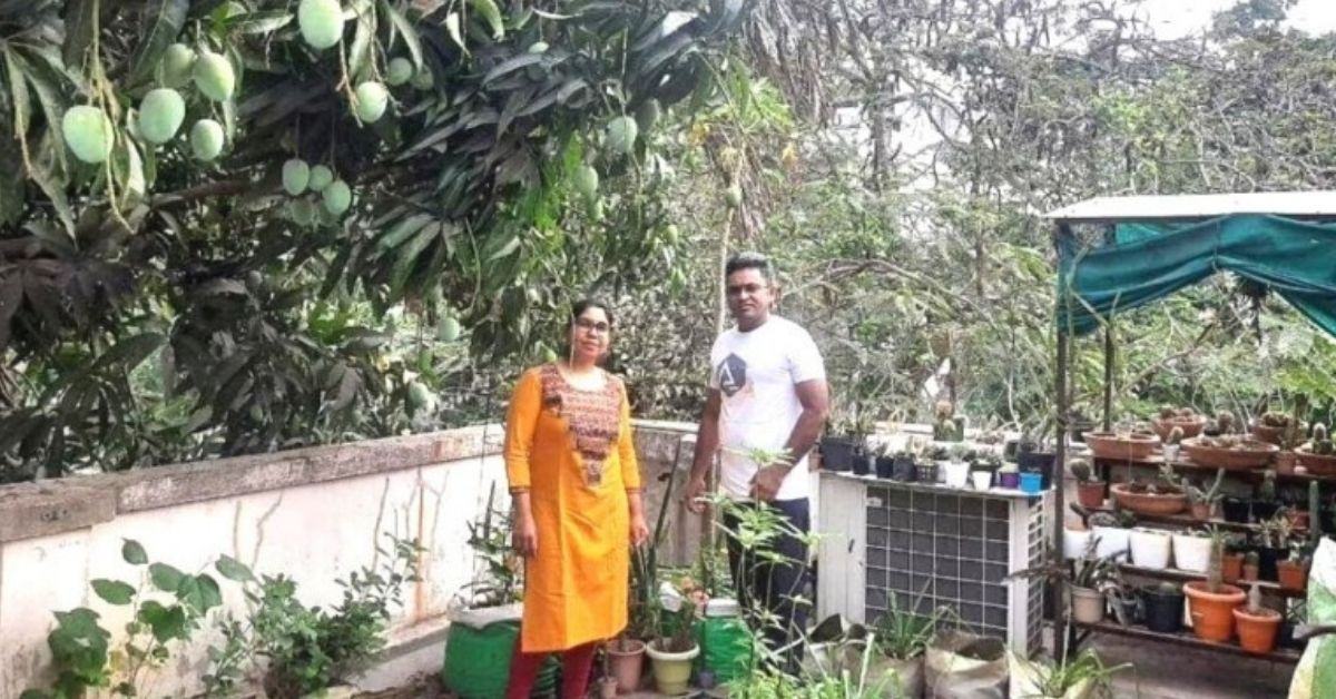 Doctors Grow Their Fruits, Veggies on Terrace, Have Upcycled Bathtub into Fish Pond