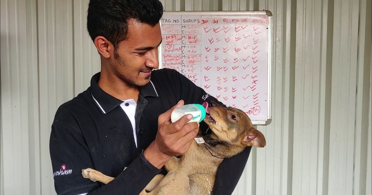 Spending Lakhs From Savings, Entrepreneur Provides Care To 2000 Injured Dogs