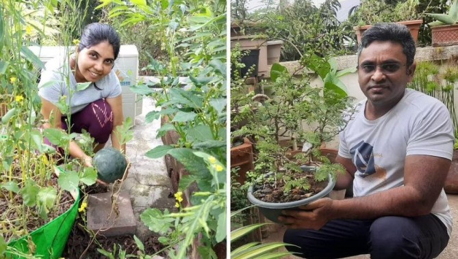 Doctors Grow Their Fruits, Veggies on Terrace, Have Upcycled Bathtub into Fish Pond