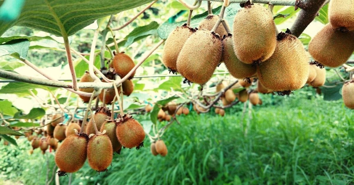 Kiwi ecológico de Swaastik Farms.