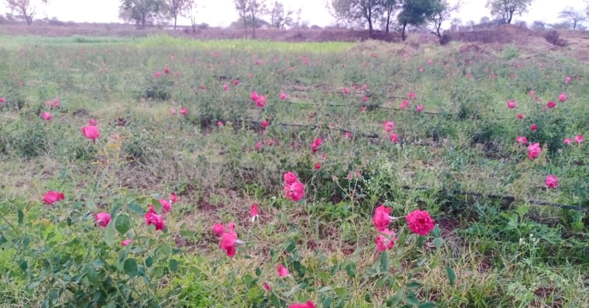 Drought prone Maharashtra rose farm