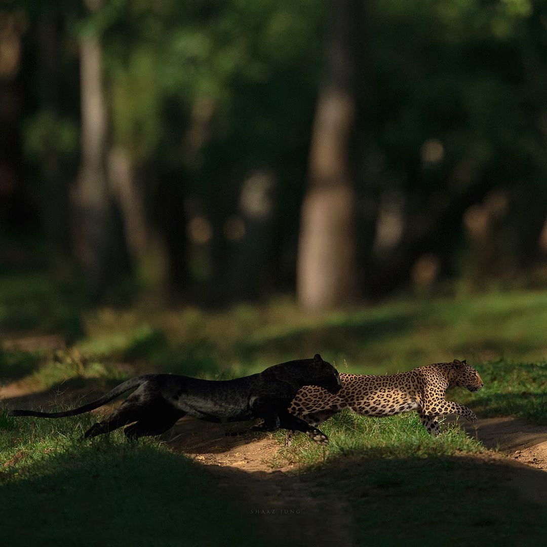The Kabini is famous for its sightings of leopards, tigers and recently, a rare black panther.