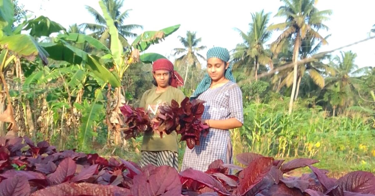 Organic farming success story