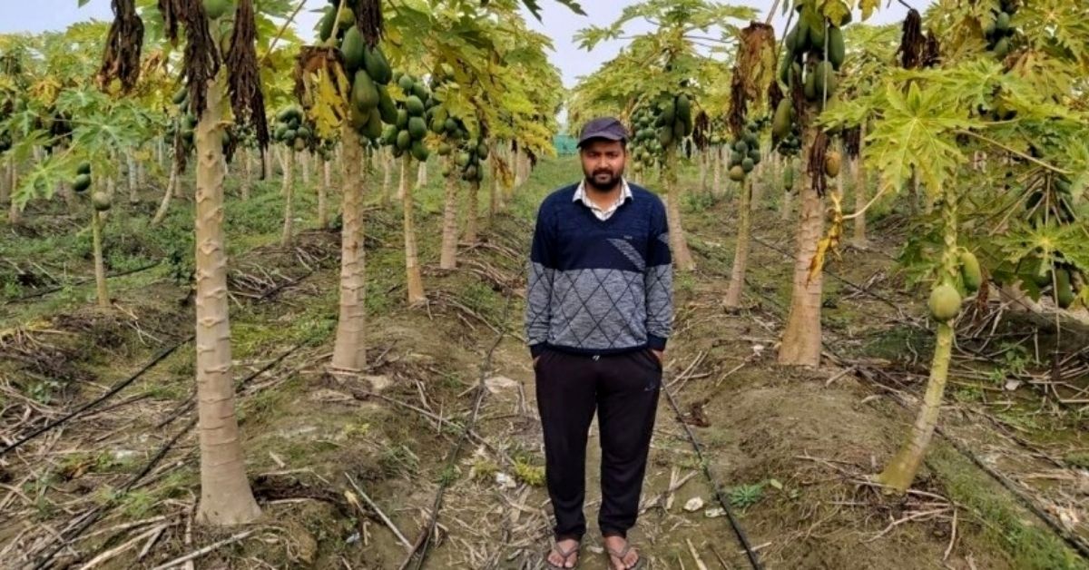 Papaya farm in Uttar Pradesh