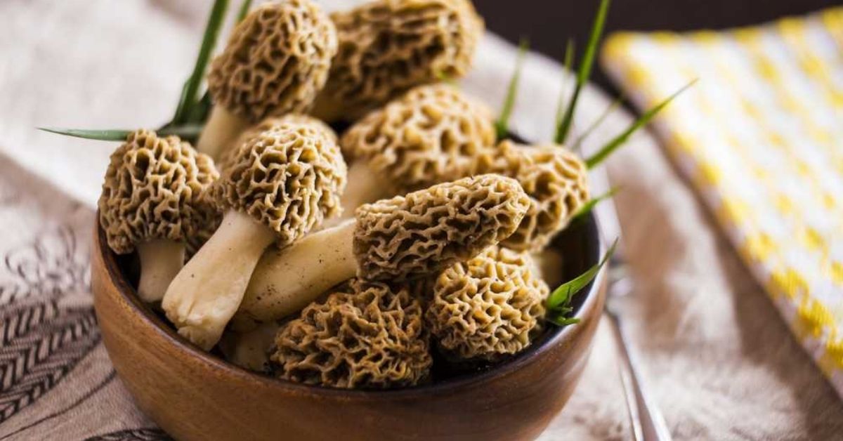 Gucchi mushrooms (Image credit: Shutterstock)