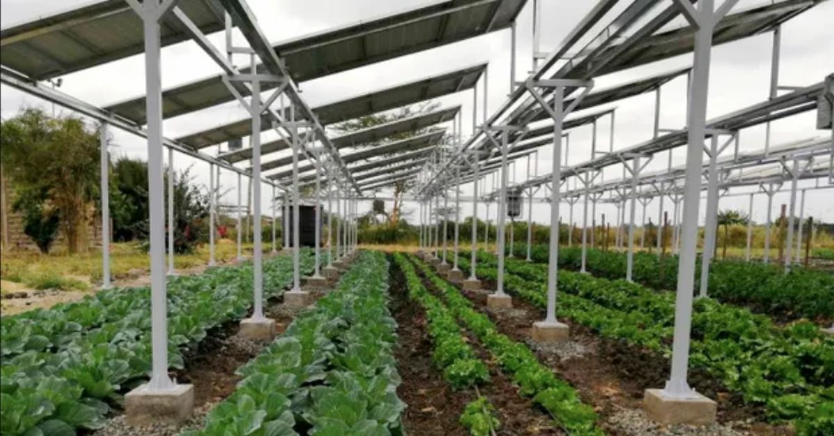 Agrivoltaic system implemented in Kenya