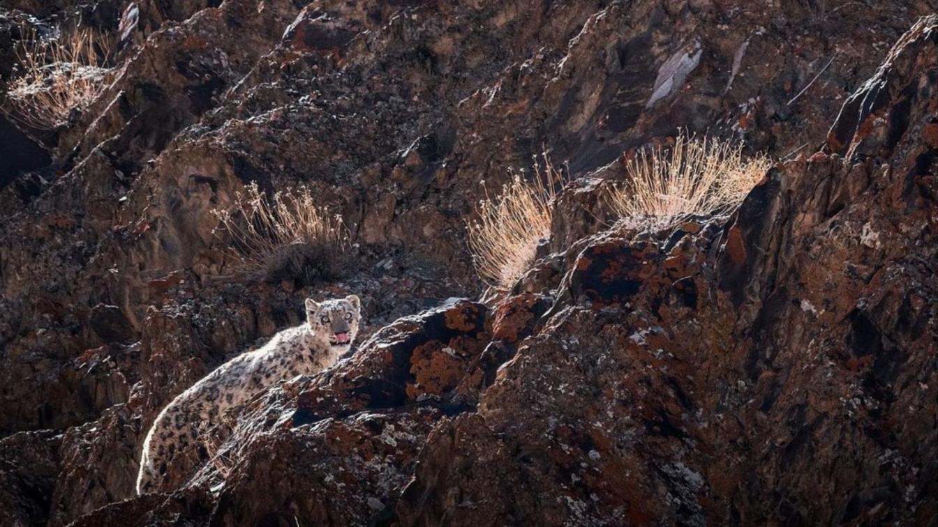 Wildlife Sanctuary in India : A snow leopard spotted at the Hemis National Park.