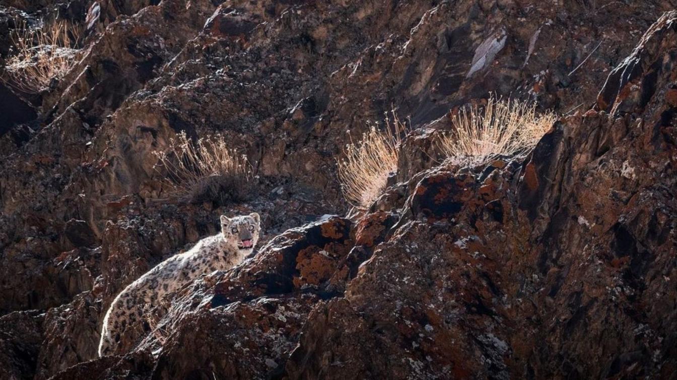 Wildlife Sanctuary in India : A snow leopard spotted at the Hemis National Park.
