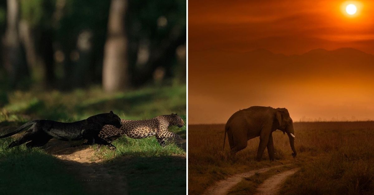 India In Pics: 10 Best Destinations for Wildlife Photography