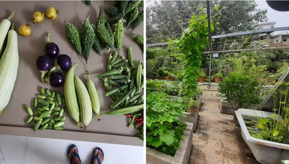 Doctors Grow Their Fruits, Veggies on Terrace, Have Upcycled Bathtub into Fish Pond