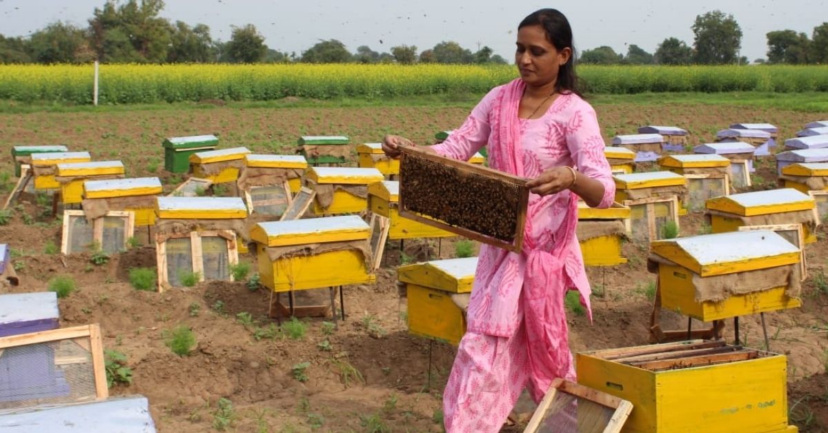 Beekeeping In Recycled Crates, Couple Earns Rs 12 Lakh Selling Organic Honey