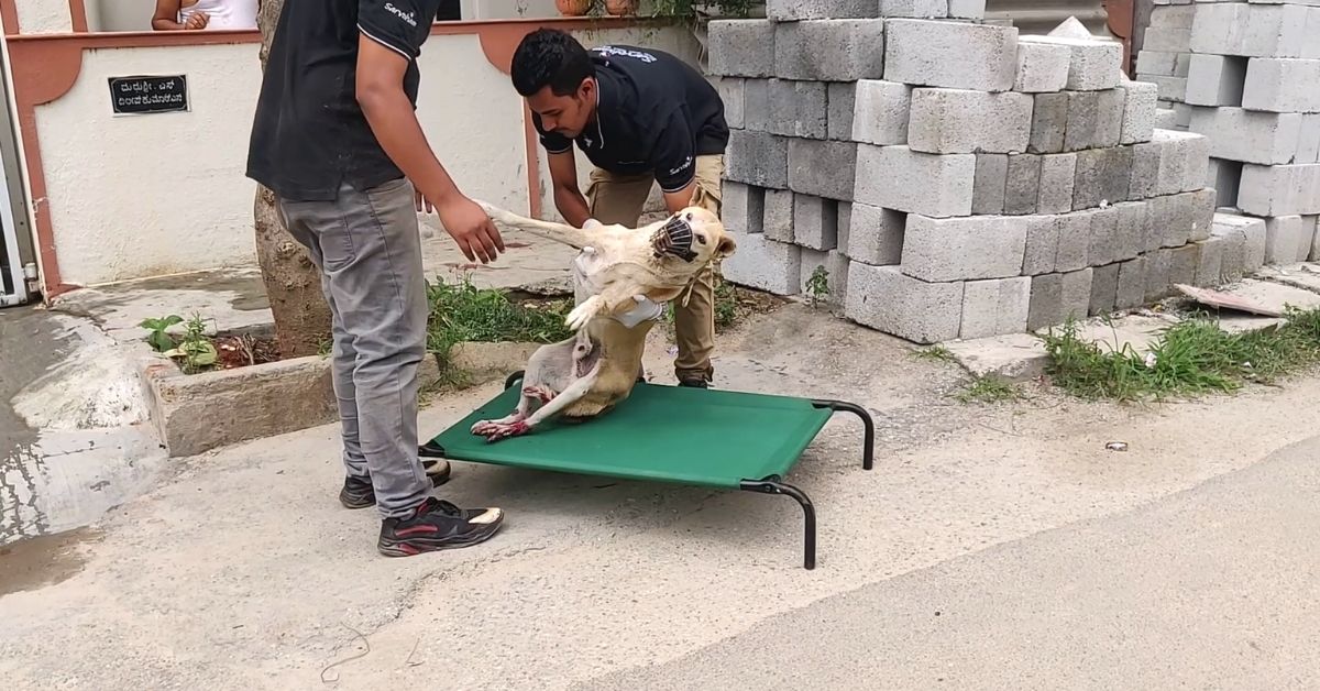 Sarvoham Trust dog NGO: An injured dog is being carried on a stretcher.
