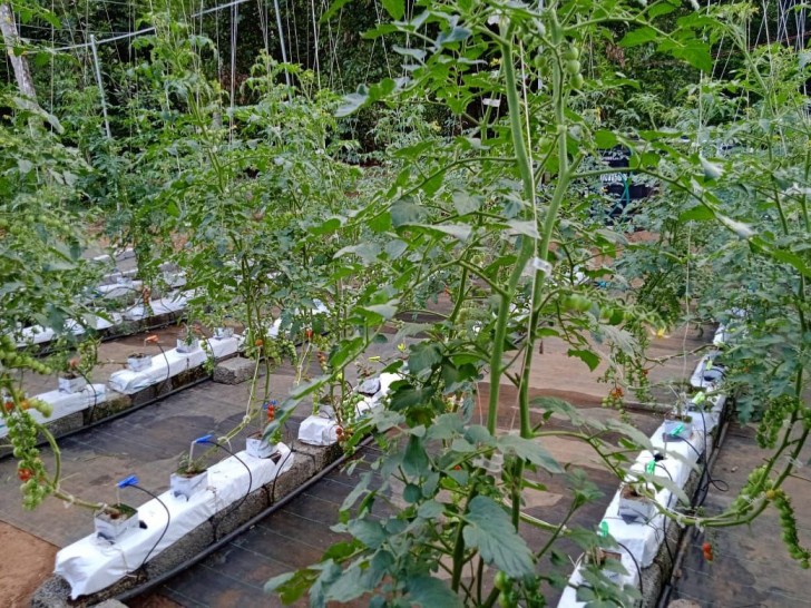 Kochi Students Create Low-Cost Solution That Triples Hydroponics Yield