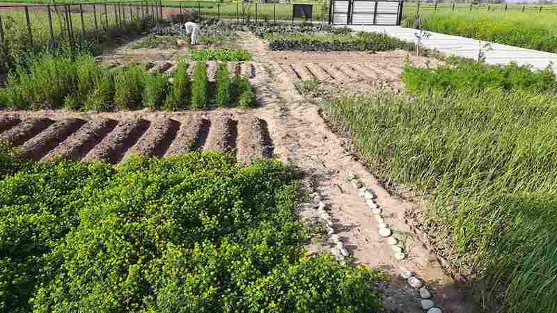 Vegetable and herbs garden