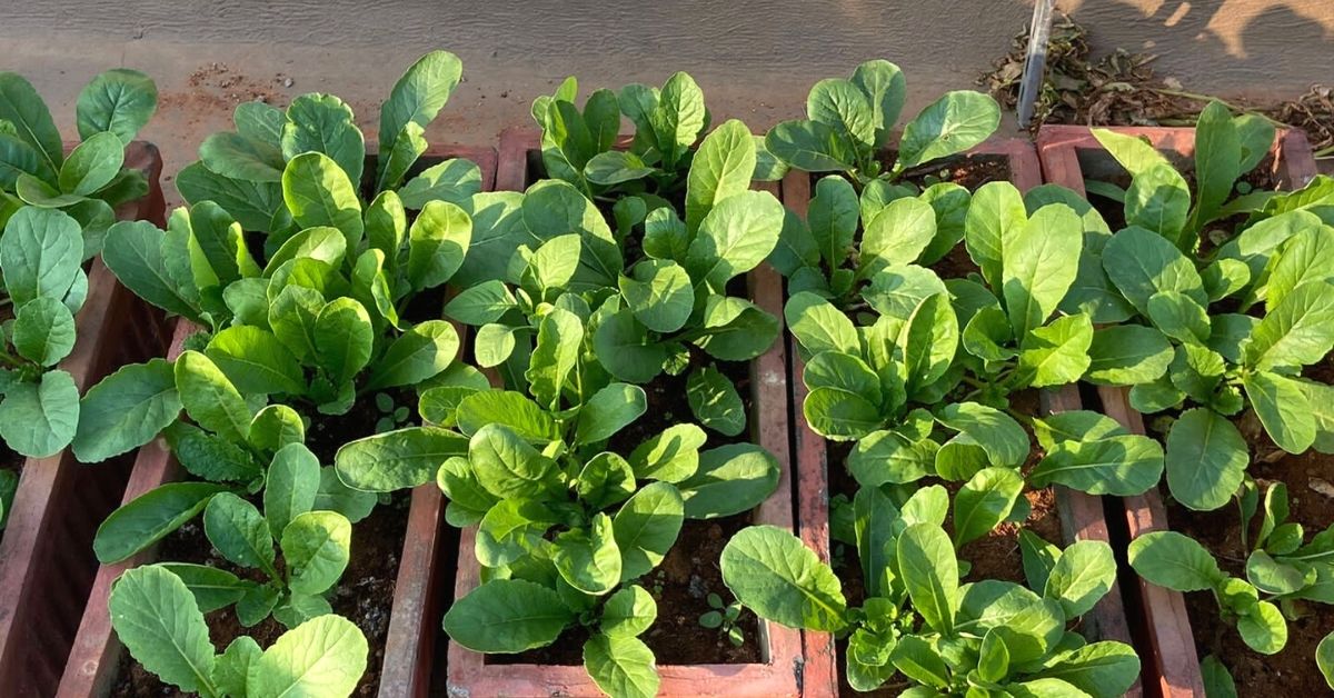 organic farming terrace garden