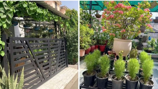 In Noida’s Concrete Jungle, Woman Creates A ‘Mini Hill Station’ With 3000 Plants