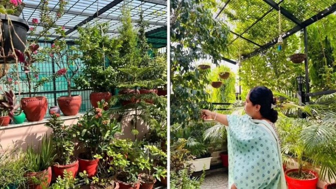 In Noida’s Concrete Jungle, Woman Creates A ‘Mini Hill Station’ With 3000 Plants