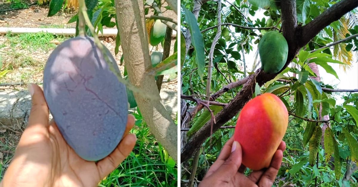 Anil Mango Farm House Gir national park