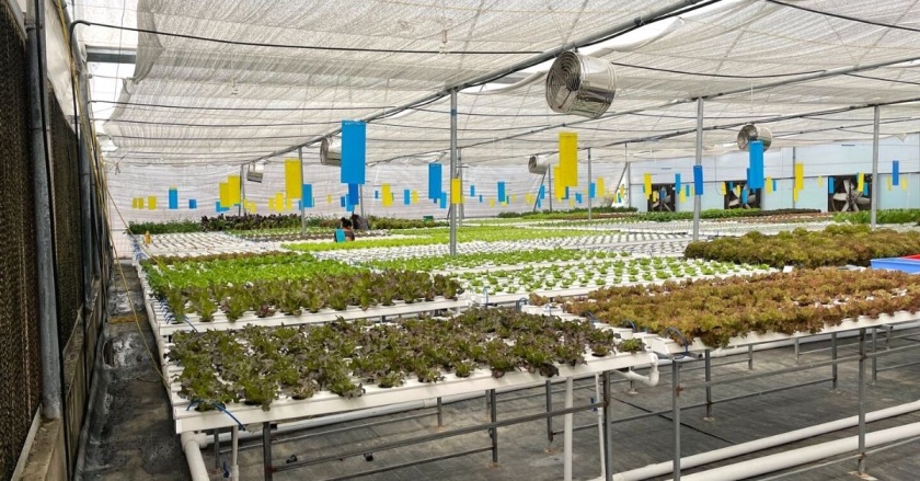 Brio Hydroponics earn lakhs