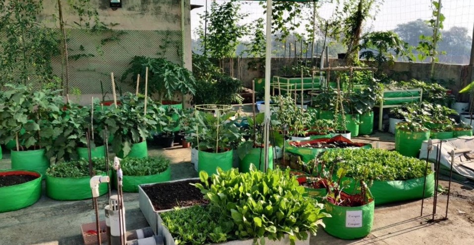 How to Make Compost Using Potato Peels: Expert Shares Tips for Healthy Plants